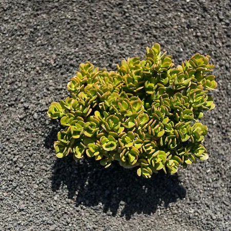 Canaryislandshost I Taguluche Famara