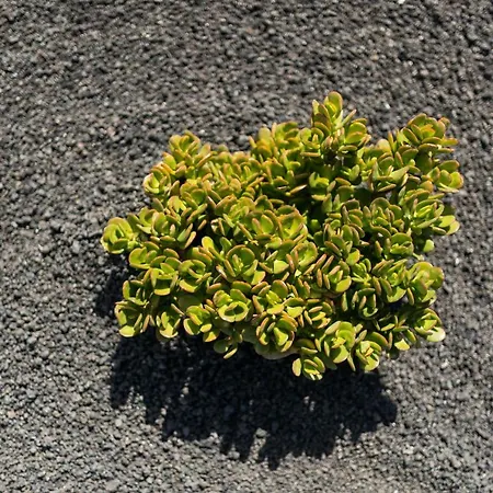 Taguluche Famara